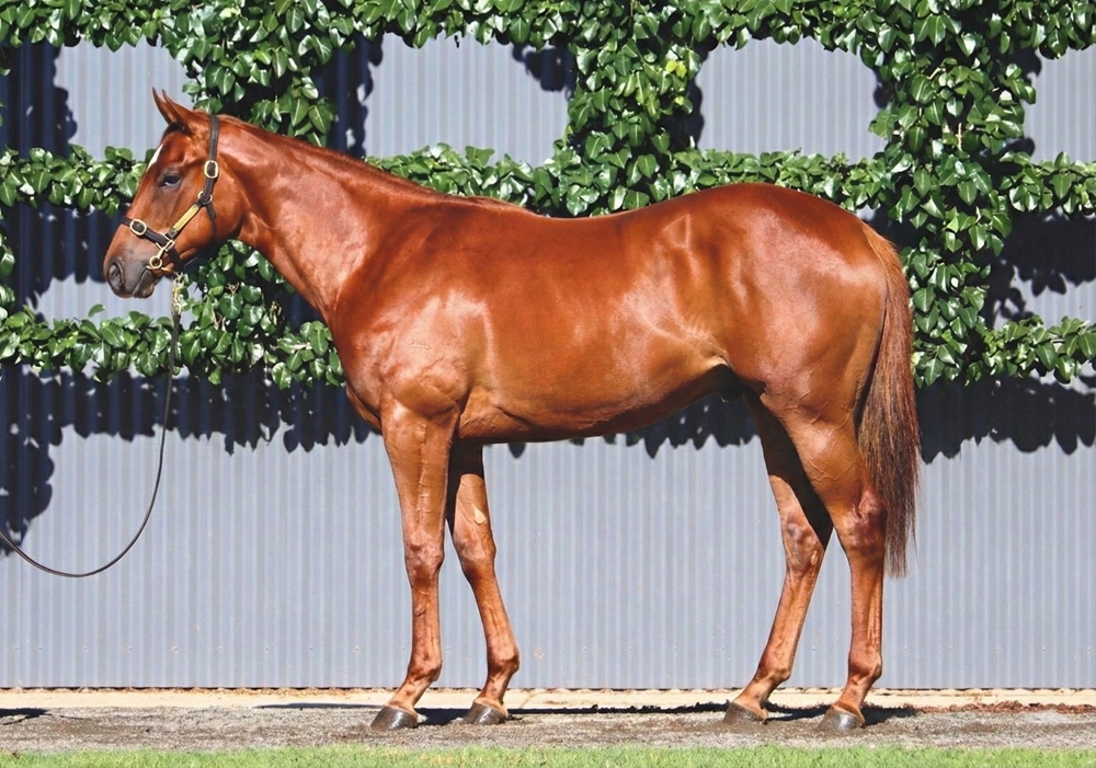 Anamoe (AUS) / Eawase (AUS) 2024 Filly - Image 1