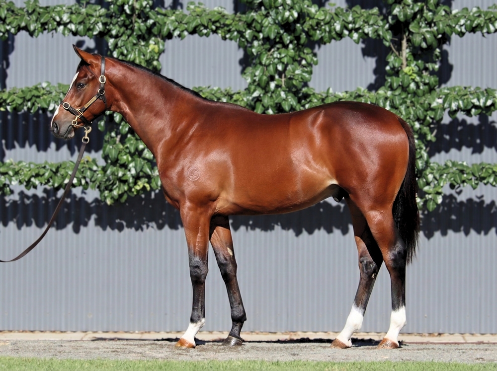 Castelvecchio (AUS) / Gina Lola (AUS) 2024 Colt - Image 1