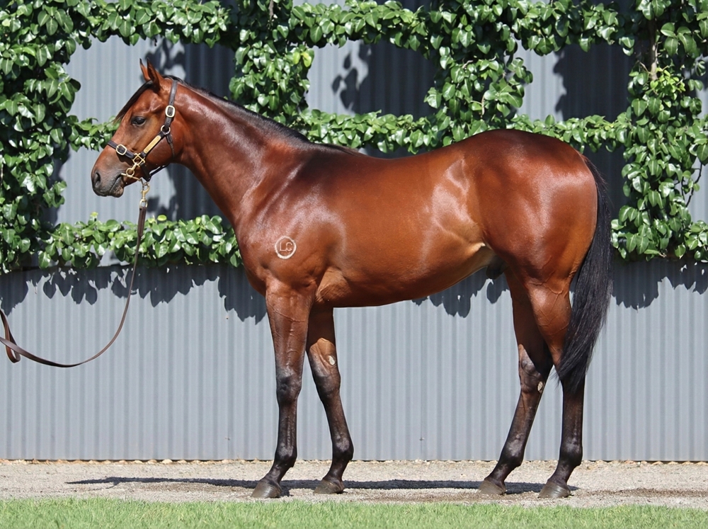 Blame (USA) / Klassy Bridgette (USA) 2024 Colt - Image 1