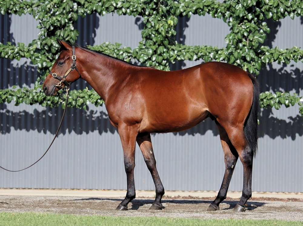 So You Think (NZ) / Liveinthefastlane (AUS) 2024 Colt - Image 1