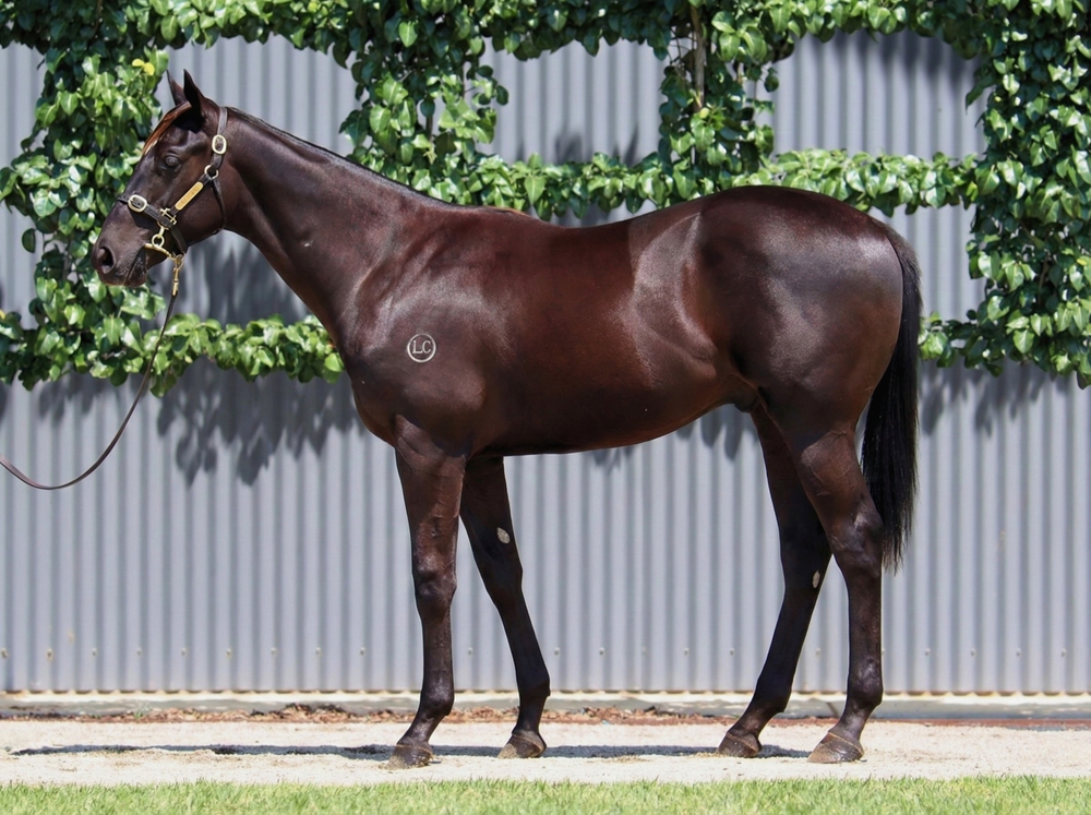 Street Boss (USA) / Marigny (AUS) 2024 Colt - Image 1