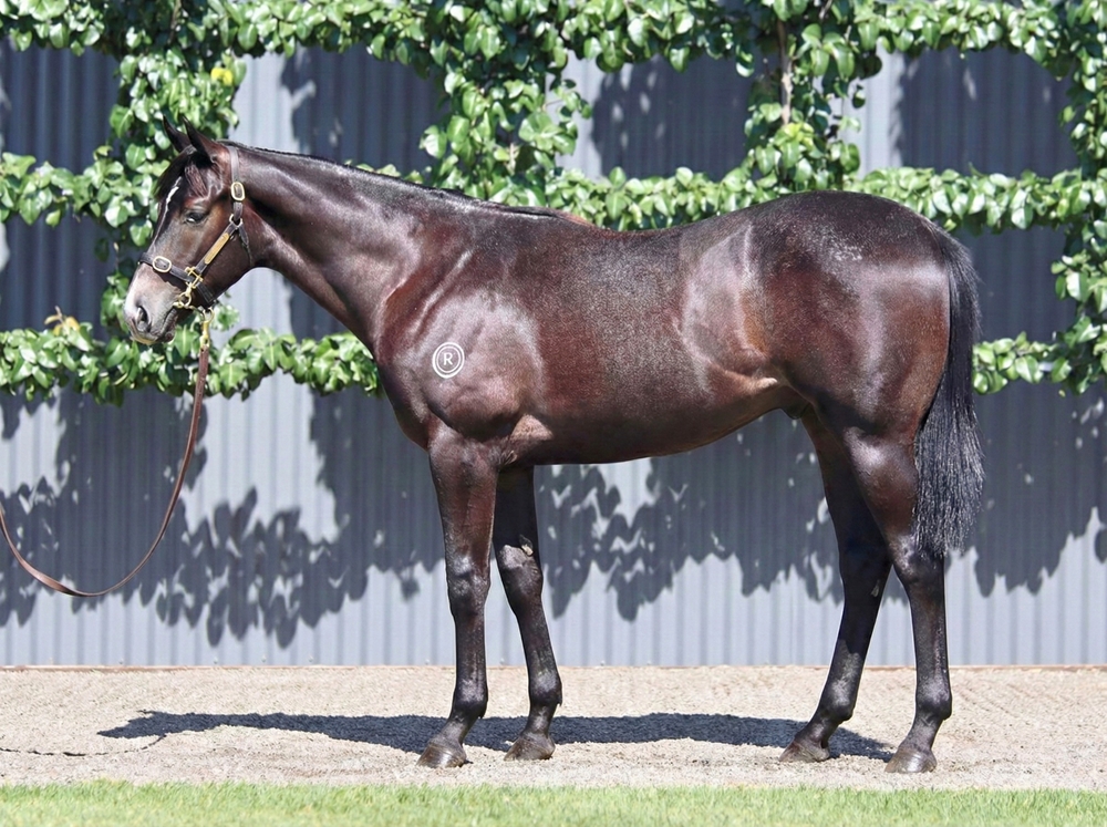 Anamoe (AUS) / Platinum Bullet (AUS) 2024 Colt - Image 1