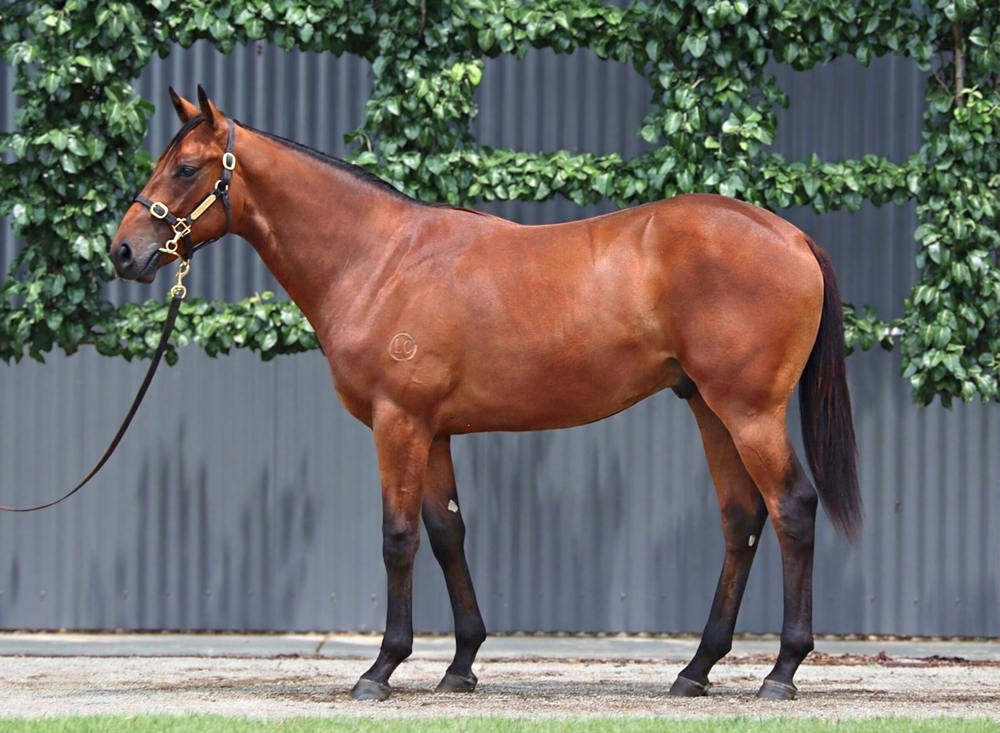 Artorius (AUS) / There You Go (NZ) 2024 Colt - Image 1