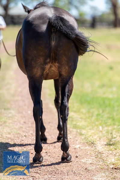 Ivy Blue-2728.jpg - Image 4