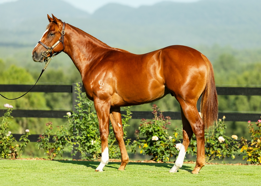 The Autumn Sun (AUS) / Bollywood (AUS) 2024 Colt - Image 1