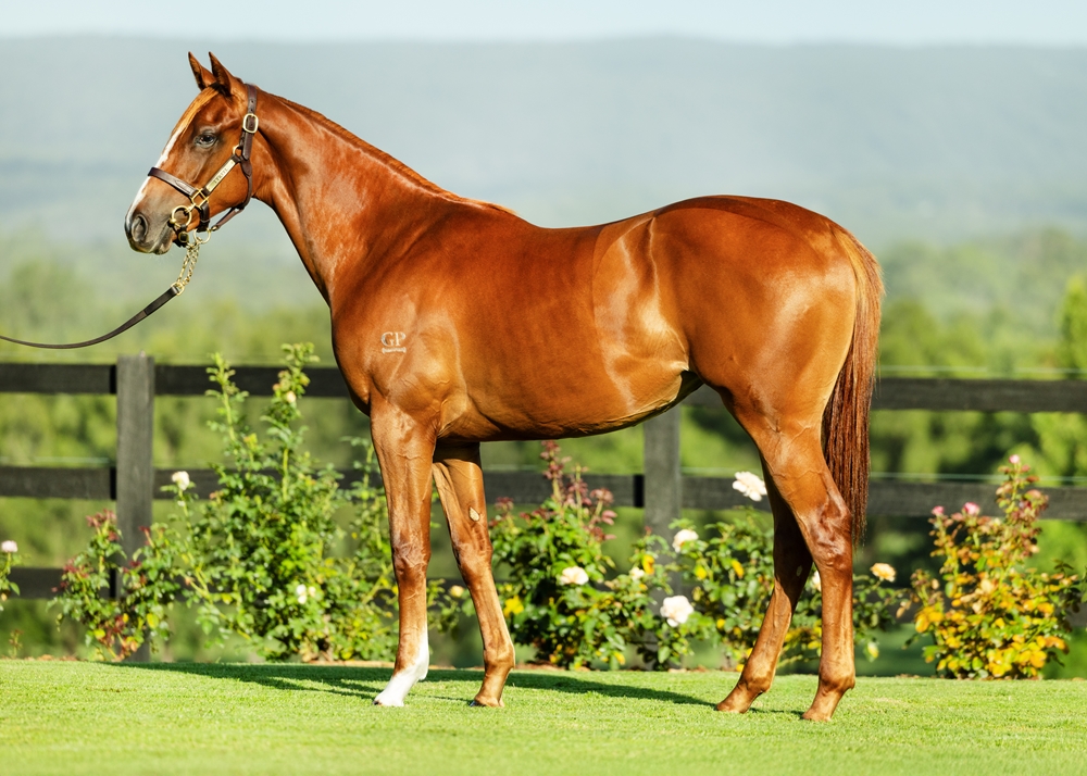 Street Boss (USA) / Isabella (AUS) 2024 Filly - Image 1