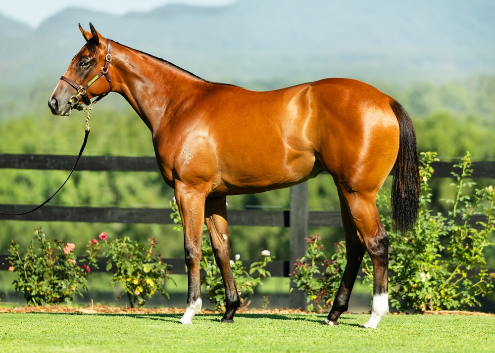 In the Congo (AUS) / Keena (FR) 2024 Filly - Image 1