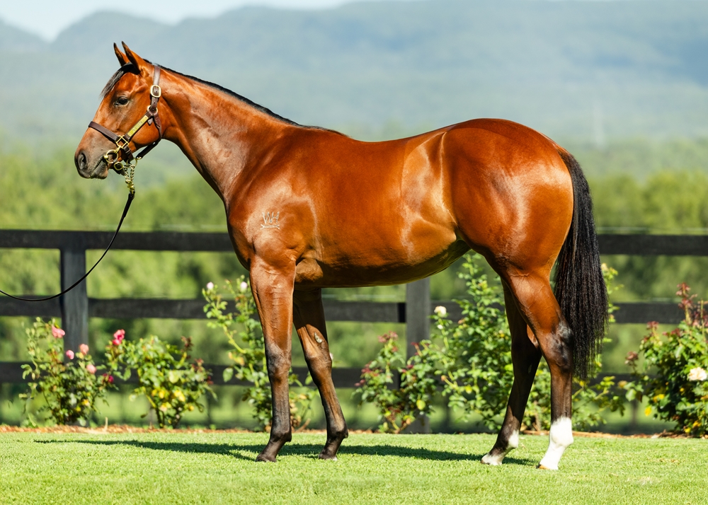 The Autumn Sun (AUS) / Pacific Dragon (NZ) 2024 Filly - Image 1