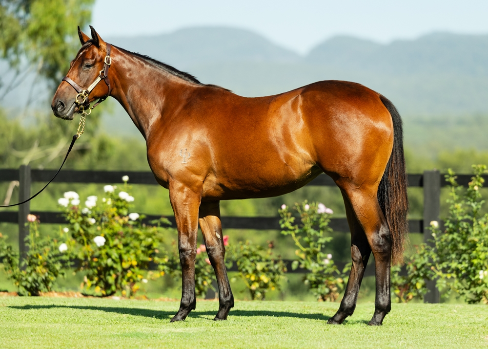 Super Seth (AUS) / Social Distance (NZ) 2024 Filly - Image 1