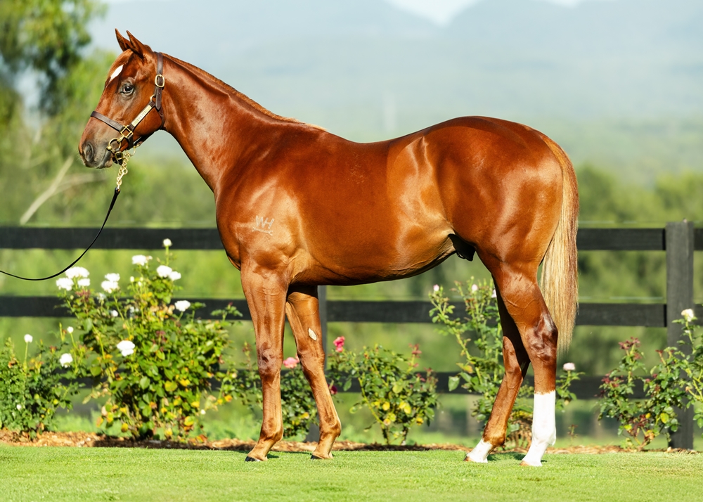 Home Affairs (AUS) / Word on the Street (AUS) 2024 Colt - Image 1