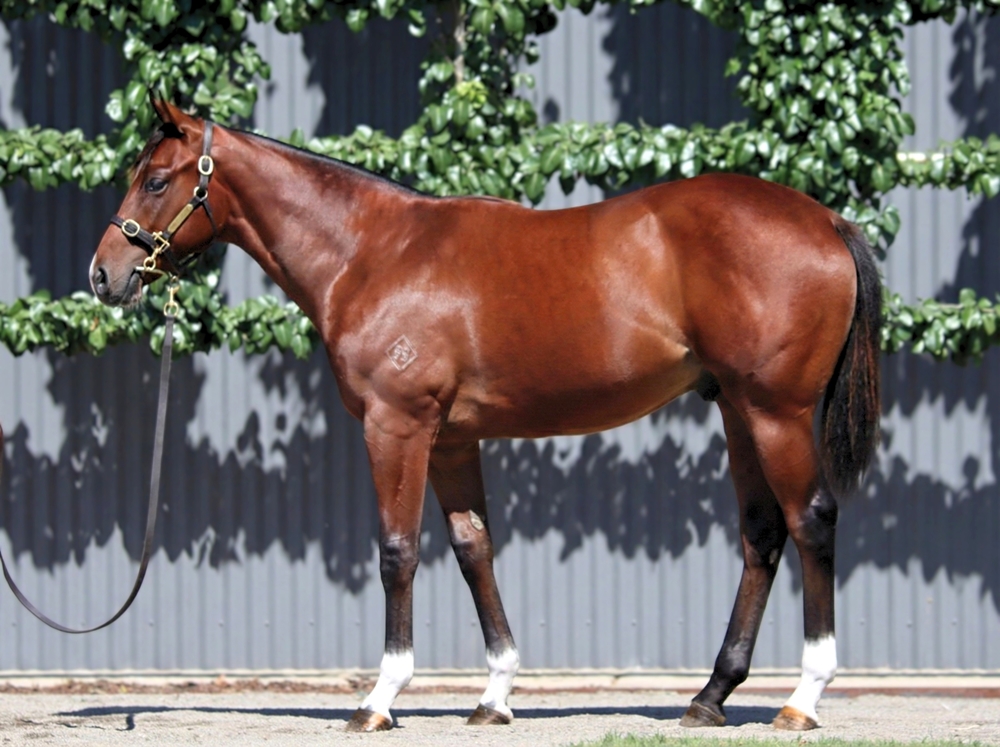 Jacquinot (AUS) / Waltz (AUS) 2024 Colt - Image 1