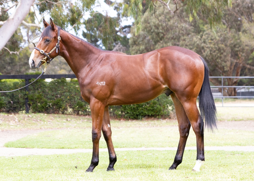 Justify (USA) / Ballynora (AUS) 2024 Colt - Image 1