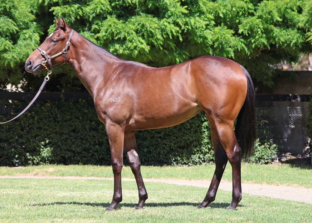 Pinatubo (IRE) / Family Portrait (AUS) 2024 Filly - Image 1