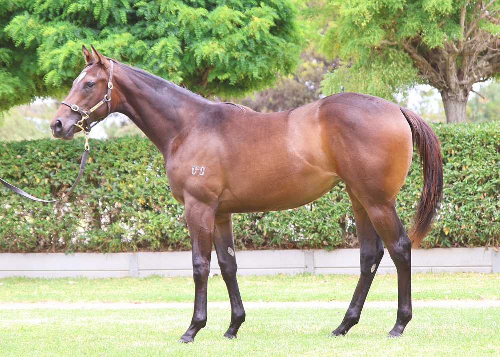 Astern (AUS) / Fire and Glory (AUS) 2024 Filly - Image 1