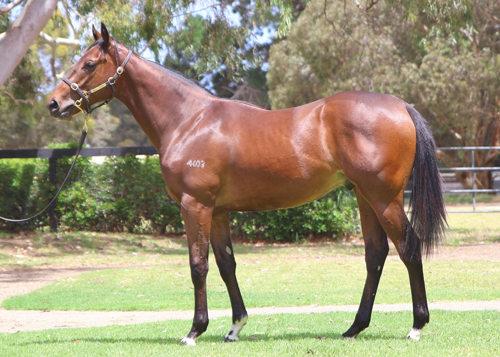 Dundeel (NZ) / Go Straightandhard (AUS) 2024 Colt - Image 1