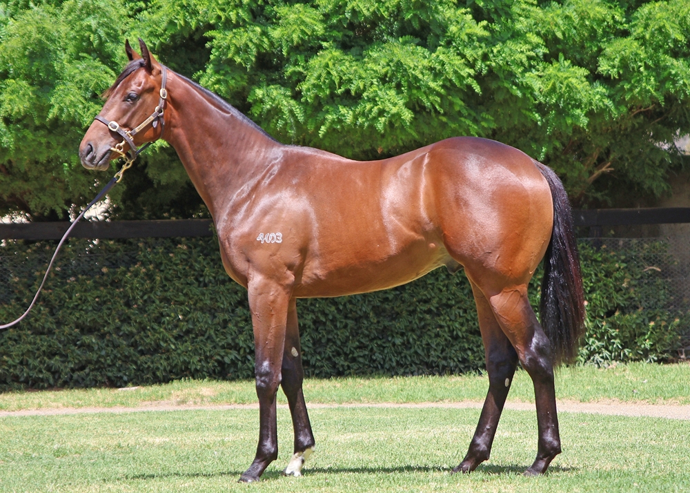 Wild Ruler (AUS) / Icebomb (NZ) 2024 Colt - Image 1