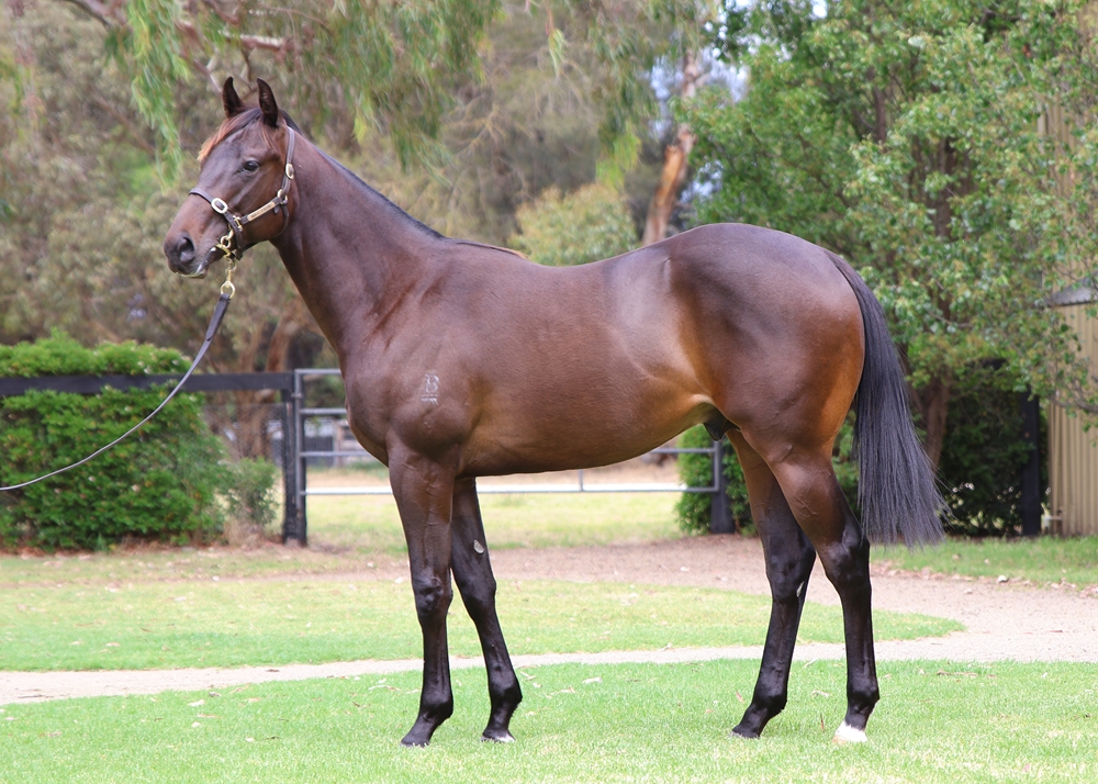Spirit of Boom (AUS) / Odelia (AUS) 2024 Colt - Image 1