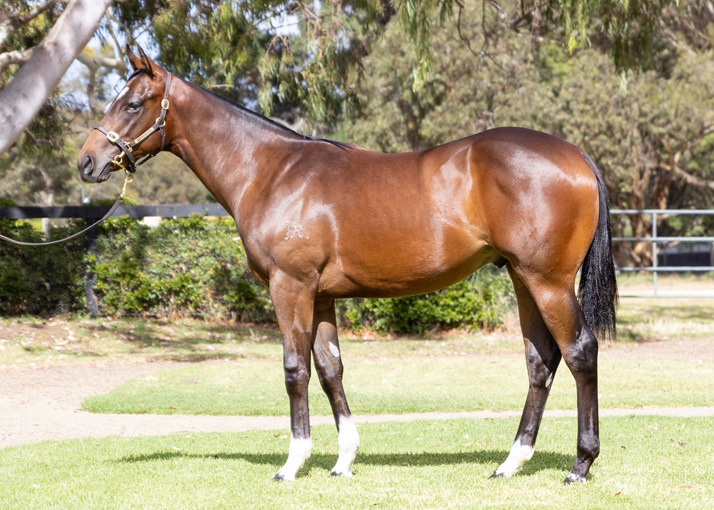 Zousain (AUS) / Receipt (AUS) 2024 Colt - Image 1