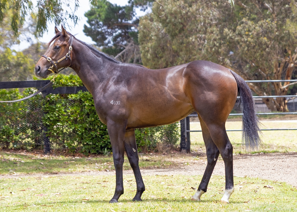 Artorius (AUS) / Rua Raposa (AUS) 2024 Colt - Image 1