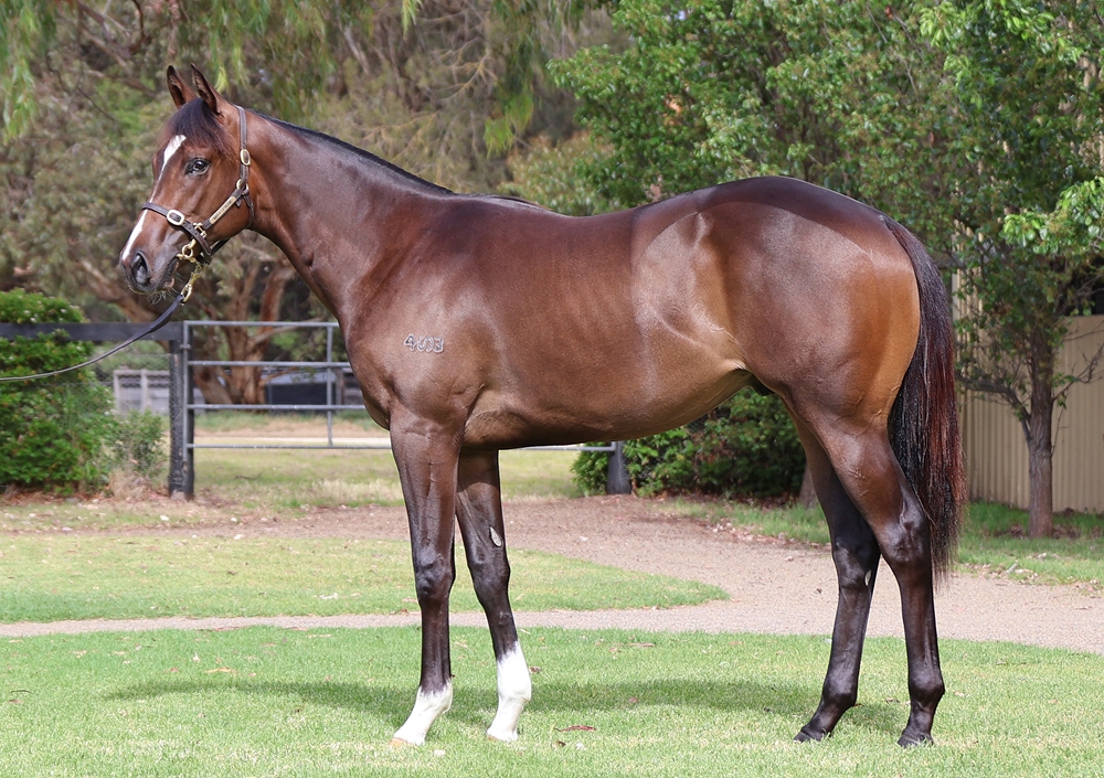 Toronado (IRE) / Salmah (FR) 2024 Colt - Image 1