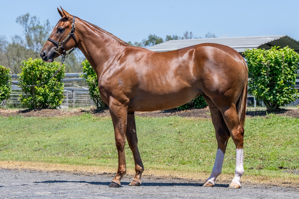 Home Affairs (AUS) / Cartabianca (FR) 2024 Filly - Image 1
