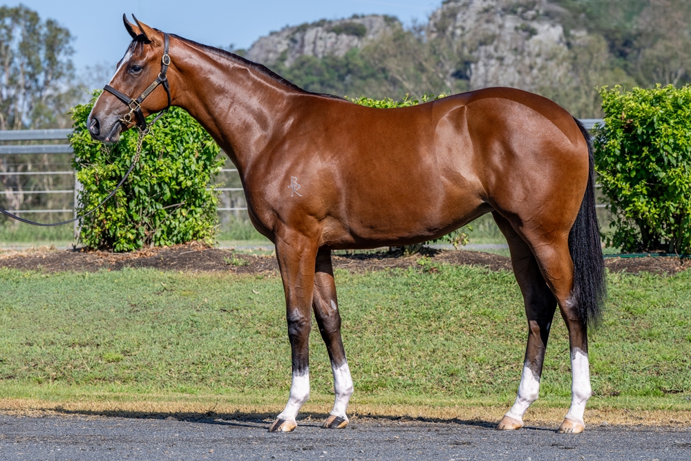Jacquinot (AUS) / Fragrance (AUS) 2024 Filly - Image 1