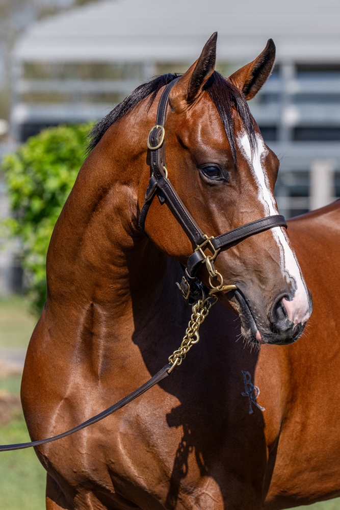 Jacquinot (AUS) / Fragrance (AUS) 2024 Filly - Image 2