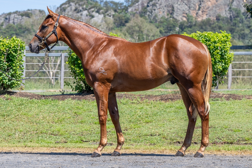 Invader (AUS) / Lucy Rose (AUS) 2024 Colt - Image 1