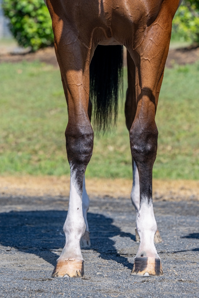 Jacquinot (AUS) / Fragrance (AUS) 2024 Filly - Image 3