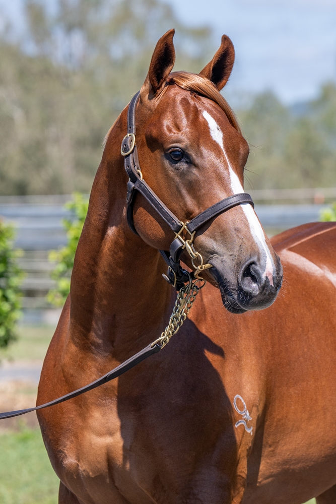 Invader (AUS) / Lucy Rose (AUS) 2024 Colt - Image 2