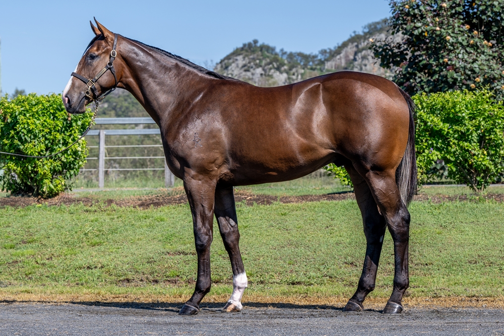 Justify (USA) / Maar (IRE) 2024 Colt - Image 1