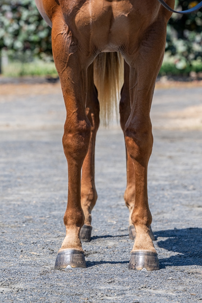 Invader (AUS) / Lucy Rose (AUS) 2024 Colt - Image 3