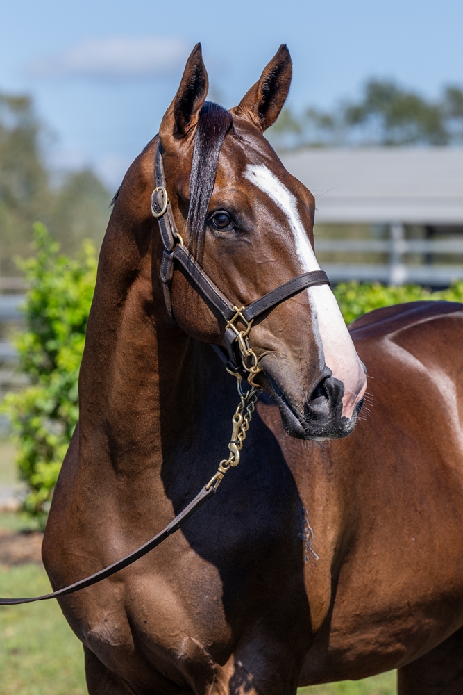 Justify (USA) / Maar (IRE) 2024 Colt - Image 2