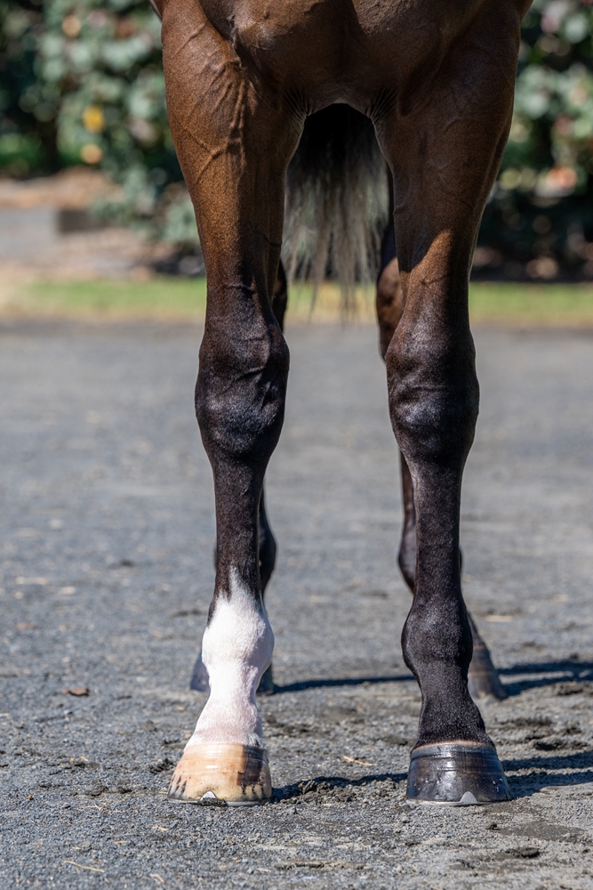 Justify (USA) / Maar (IRE) 2024 Colt - Image 3