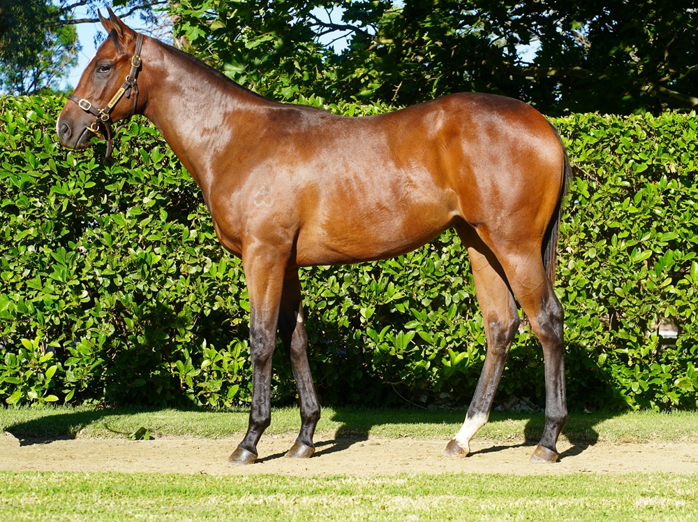 Cool Aza Beel (NZ) / Awareness (AUS) 2024 Filly - Image 1