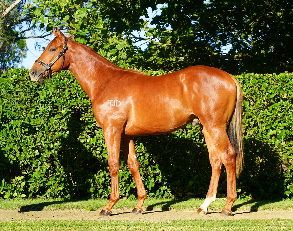 Street Boss (USA) / Salamati (GER) 2024 Colt - Image 1