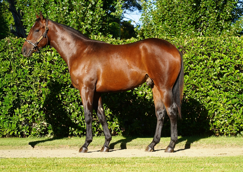 Cool Aza Beel (NZ) / Gesture (AUS) 2024 Colt - Image 1