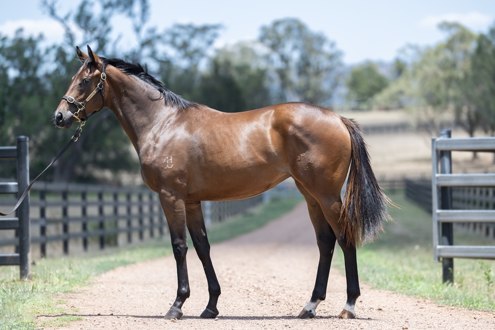 Stay Inside (AUS) / Anatola (AUS) 2024 Filly - Image 1