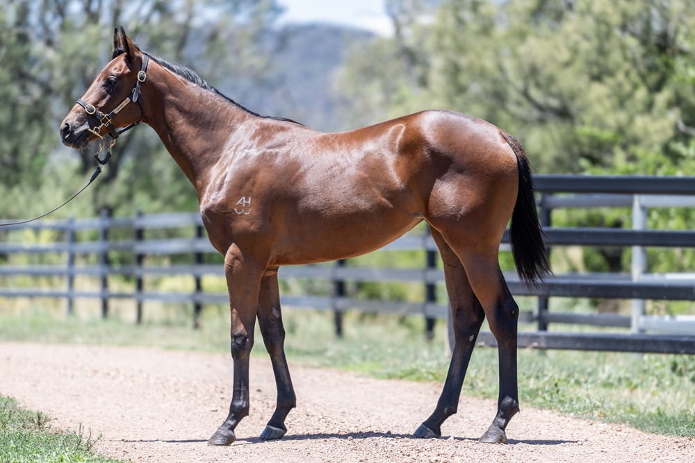 Capitalist (AUS) / Cloak of Night (AUS) 2024 Filly - Image 1