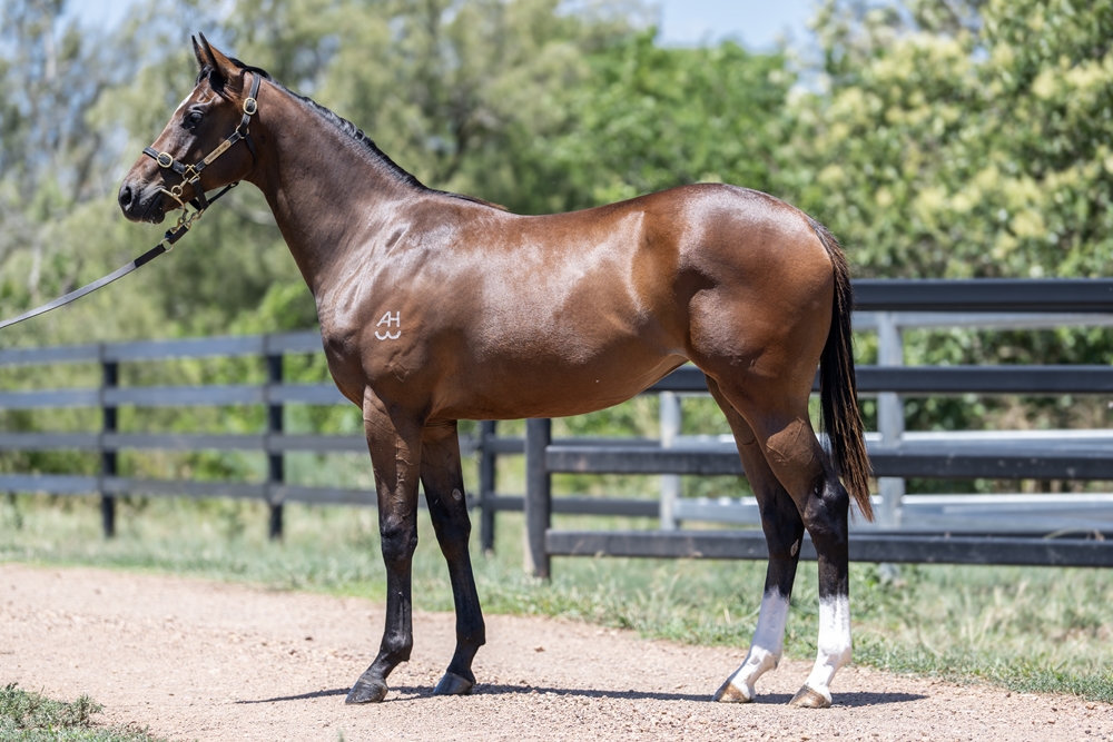 Russian Revolution (AUS) / Santa Monica (NZ) 2024 Filly - Image 1