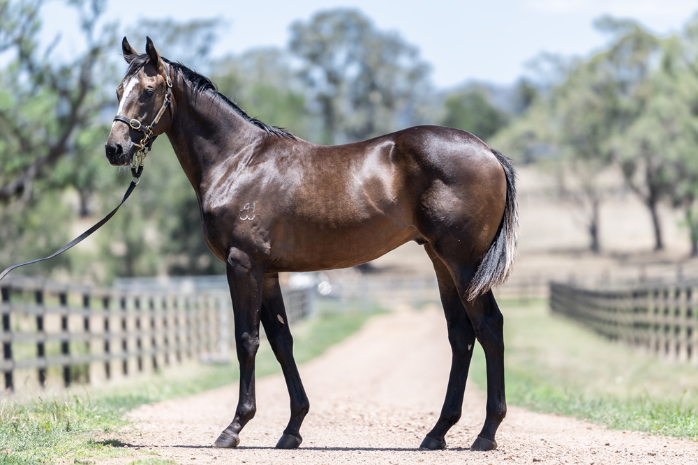 Stay Inside (AUS) / Walkway (AUS) 2024 Colt - Image 1