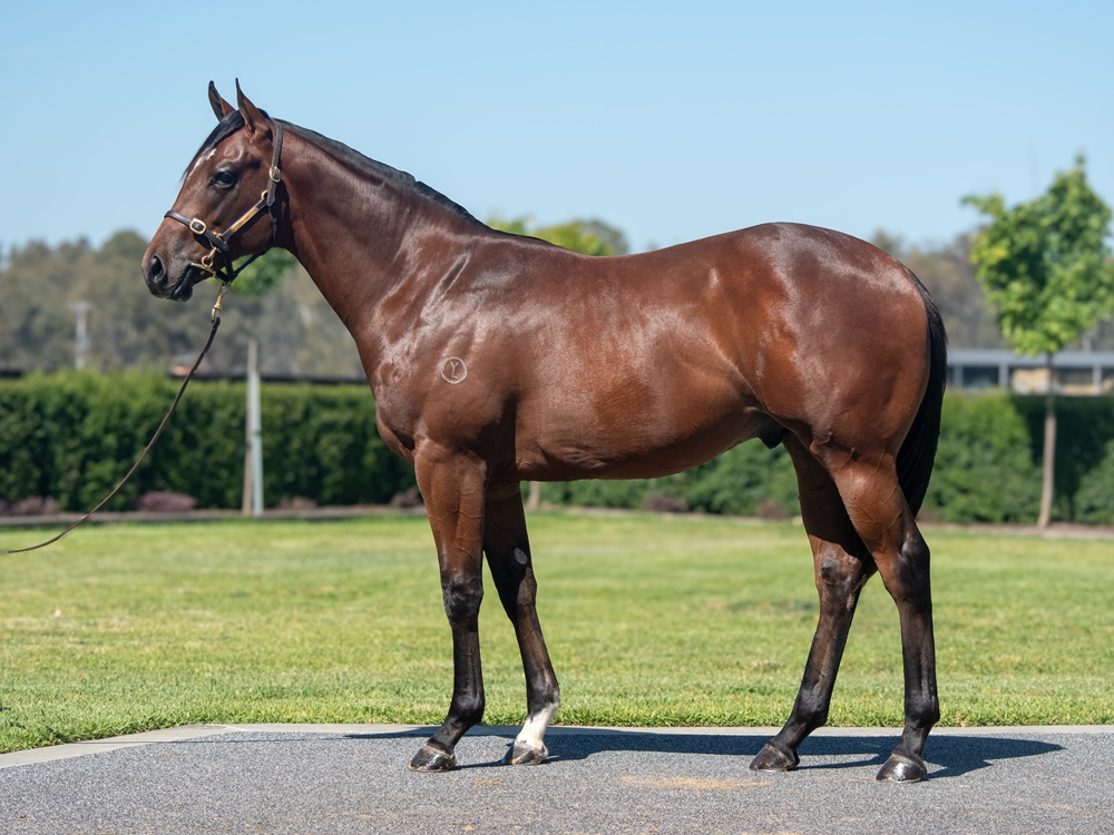 Pierata (AUS) / Zeftabrook (AUS) 2024 Colt - Image 1