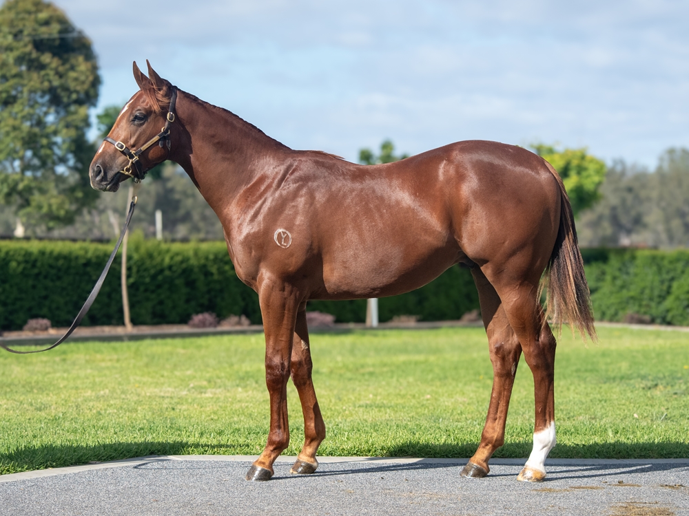 Written Tycoon (AUS) / Zoupino (AUS) 2024 Colt - Image 1