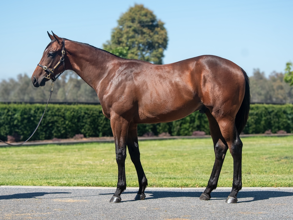 Written Tycoon (AUS) / Acing Shamrock (AUS) 2024 Colt - Image 1