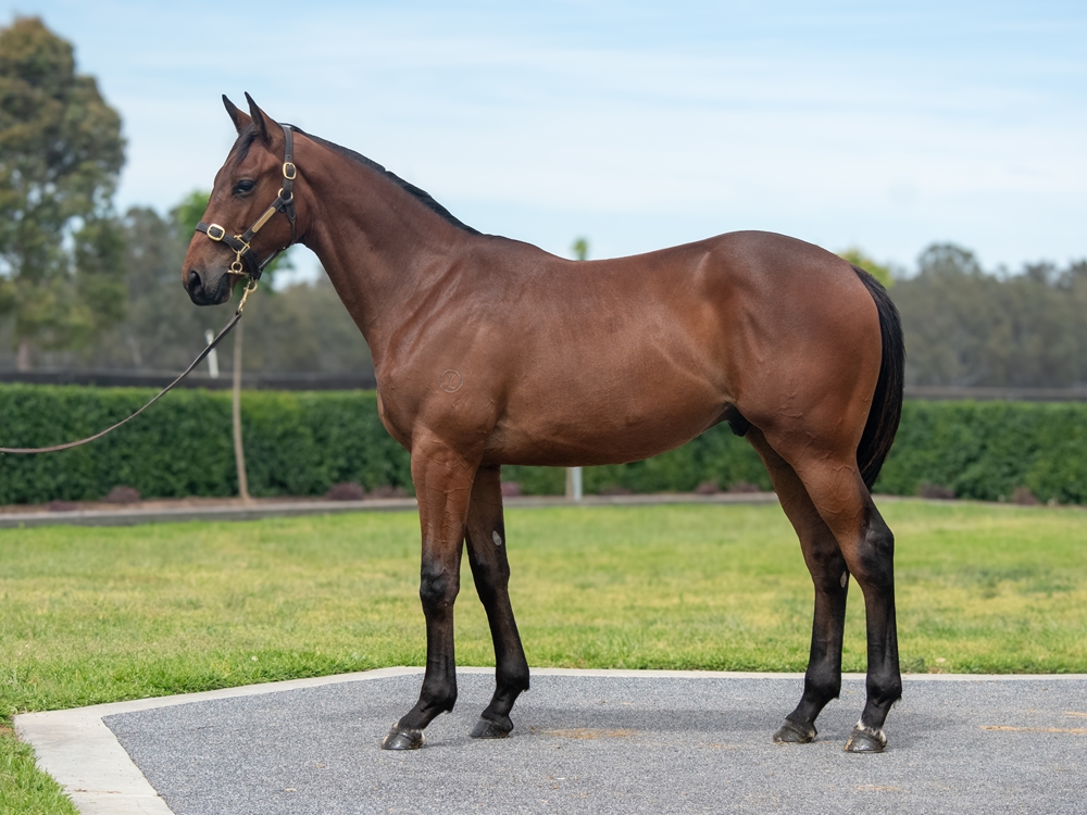 Frankel (GB) / Anabasis (GER) 2024 Colt - Image 1