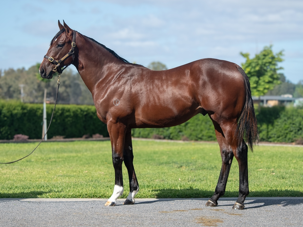 Written Tycoon (AUS) / Away Game (AUS) 2024 Colt - Image 1