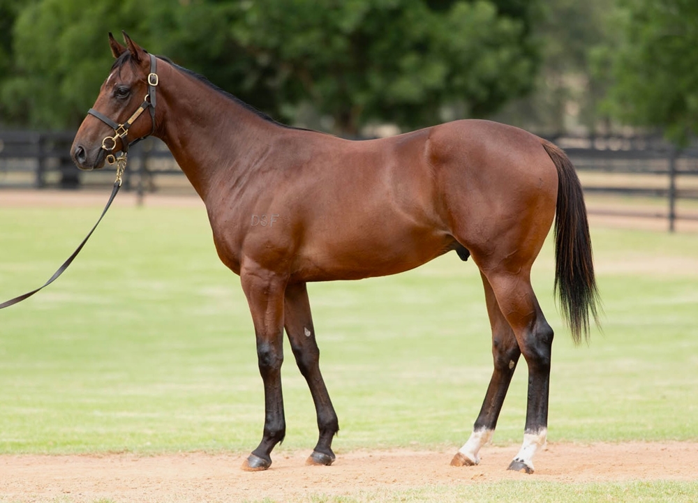 Harry Angel (IRE) / Fast River (GB) 2024 Colt - Image 1