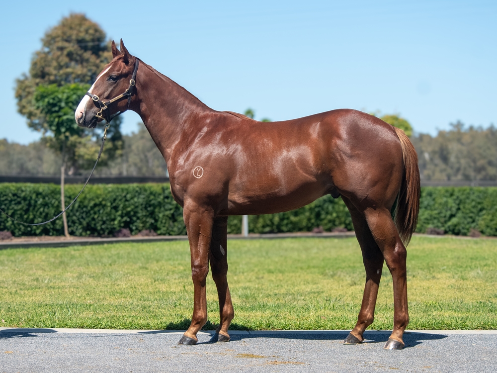 Written Tycoon (AUS) / Beautiful Heart (AUS) 2024 Colt - Image 1