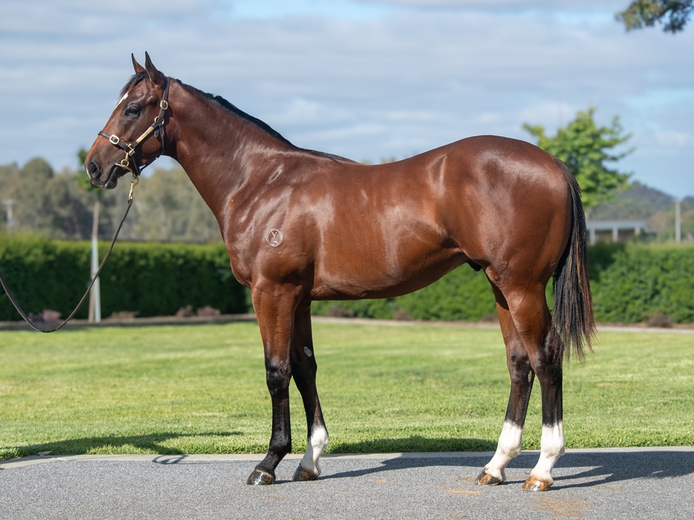 Pierata (AUS) / Berimbau (AUS) 2024 Colt - Image 1