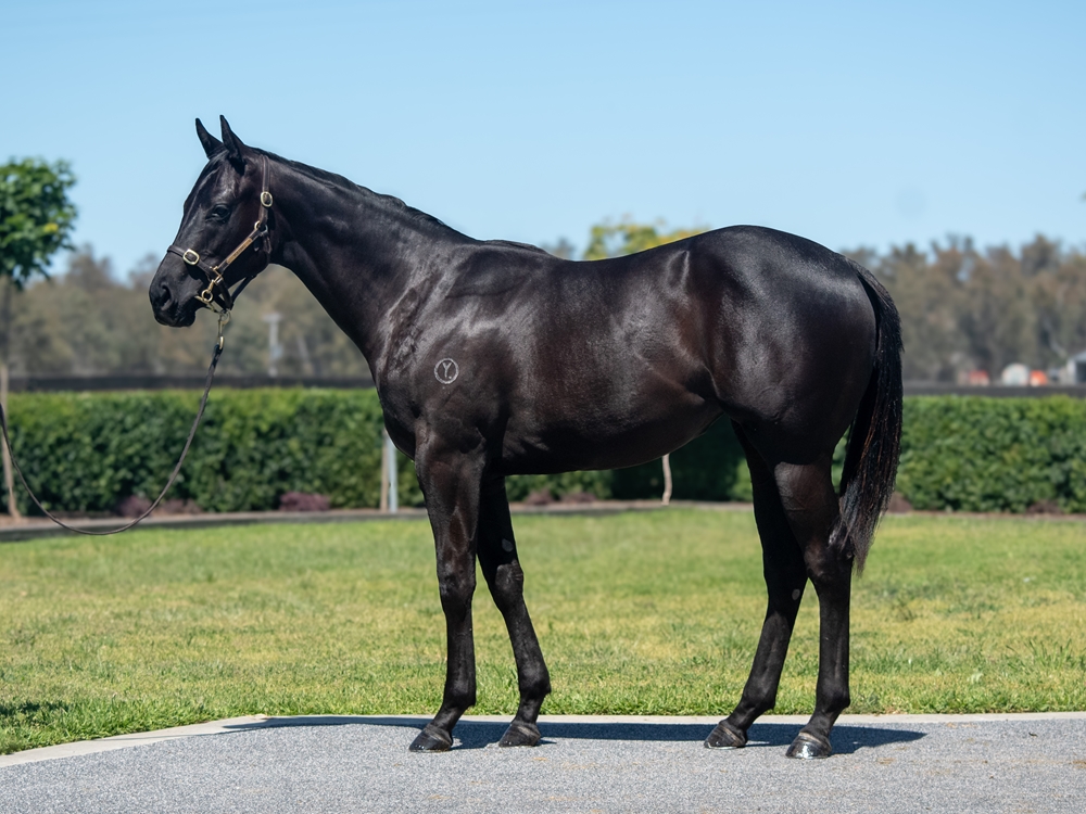 Pierata (AUS) / Catch Me (AUS) 2024 Filly - Image 1